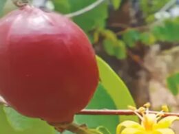 Cleistanthus Deekshabhoomiana