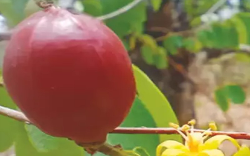 Cleistanthus Deekshabhoomiana