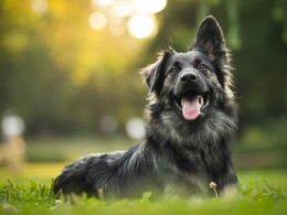 International Dog Day