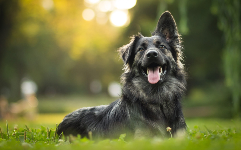 International Dog Day