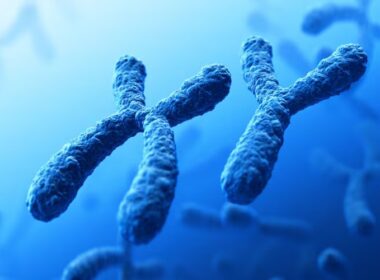 Vanishing Y Chromosome