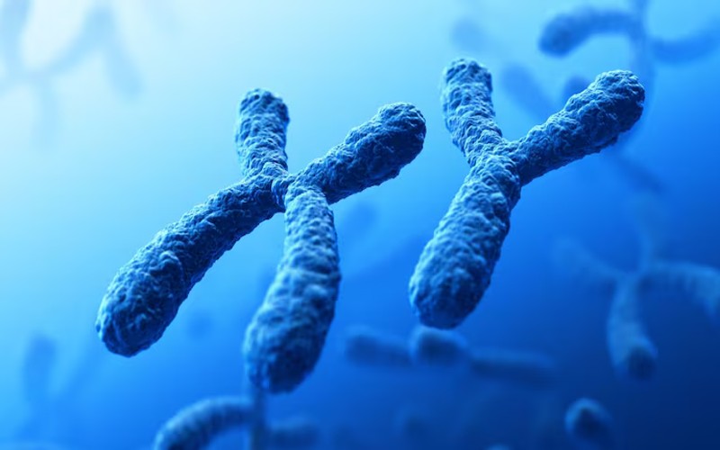 Vanishing Y Chromosome