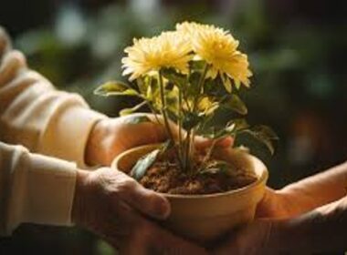 Cultivating Gratitude