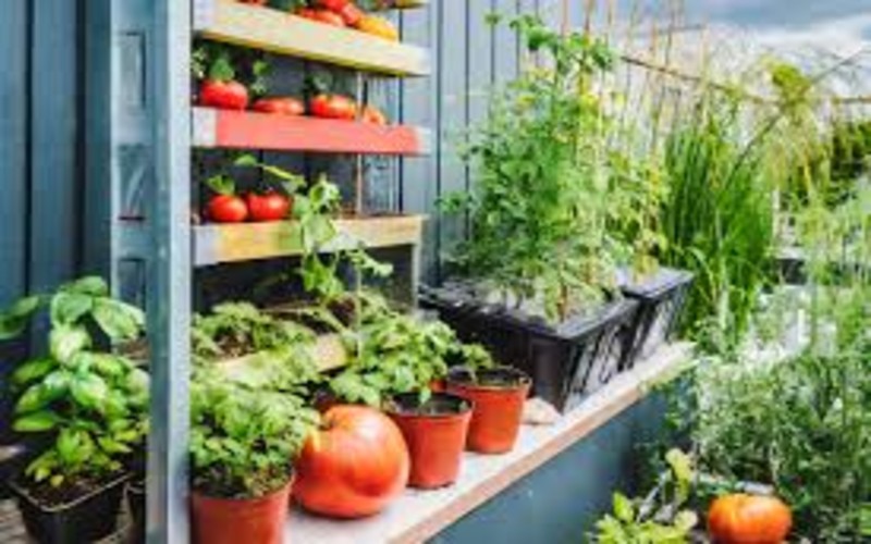 Urban Gardening