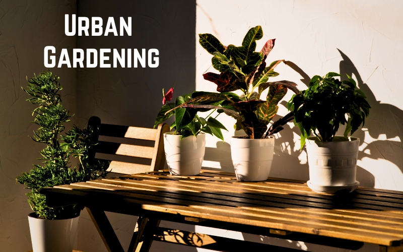 Urban Gardening