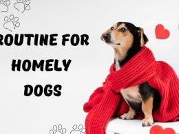 Life of a Homely Dog