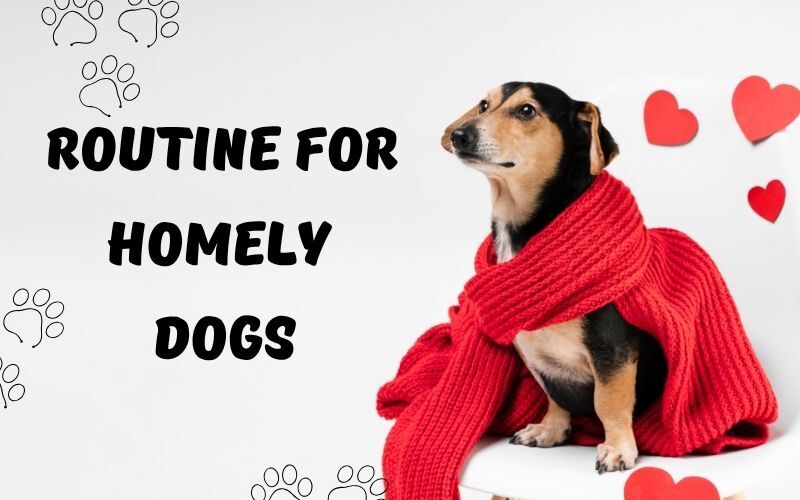 Life of a Homely Dog